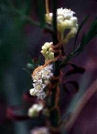Image of Cuscuta pentagona