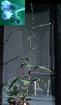 Cynoglossum boreale image