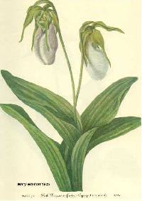 Image of Cypripedium acaule