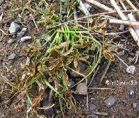 Cyperus bipartitus image