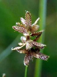 Cyperus diandrus image