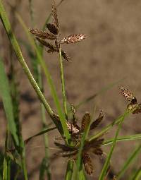 Cyperus diandrus image