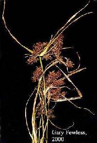 Cyperus erythrorhizos image