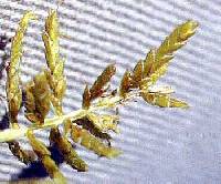 Cyperus esculentus var. leptostachyus image