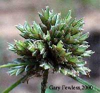 Image of Cyperus lupulinus subsp. macilentus