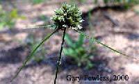 Cyperus lupulinus image