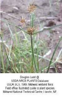 Image of Cyperus odoratus