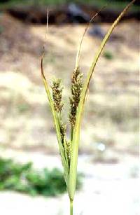 Cyperus schweinitzii image