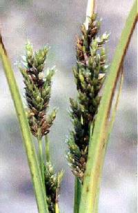 Cyperus schweinitzii image