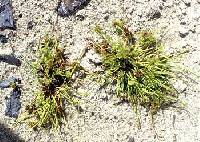 Cyperus squarrosus image