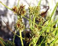 Image of Cyperus squarrosus