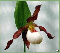 Image of Cypripedium x andrewsii