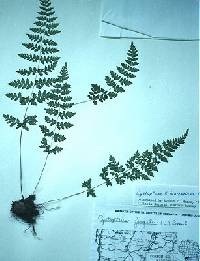 Cystopteris laurentiana image