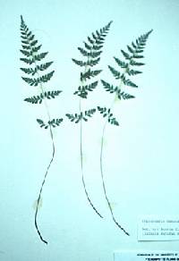 Cystopteris tenuis image