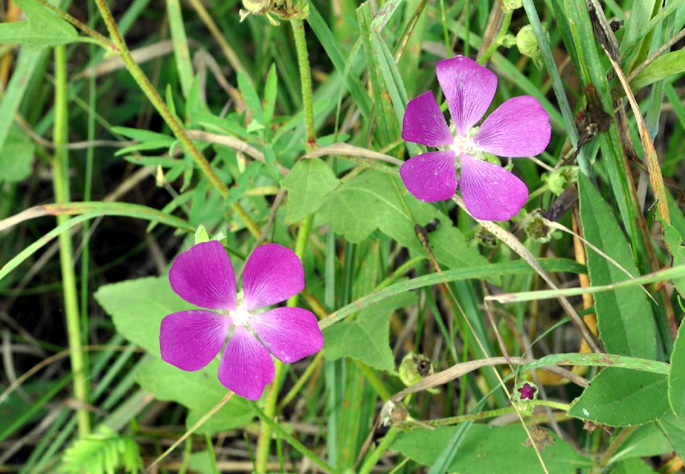Callirhoe triangulata image