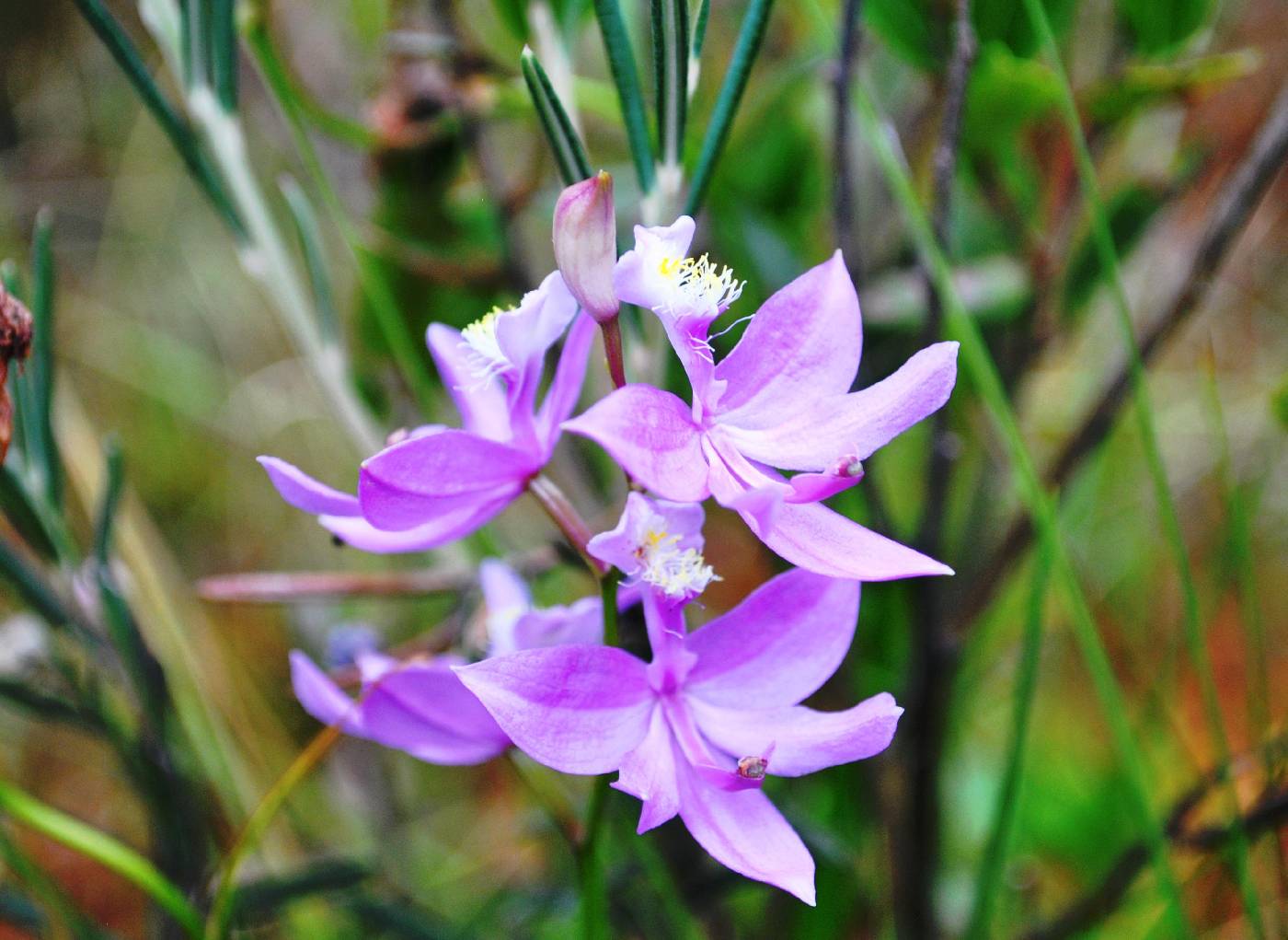Calopogon tuberosus image