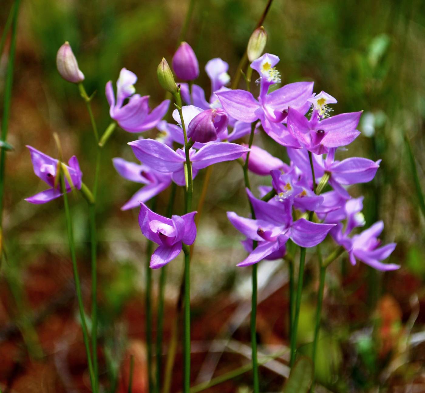 Calopogon tuberosus image