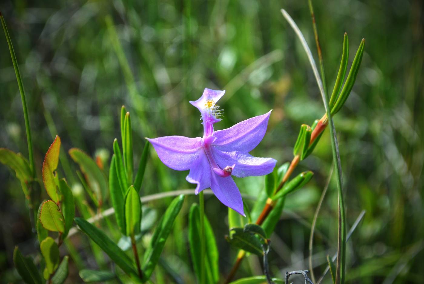 Calopogon tuberosus image