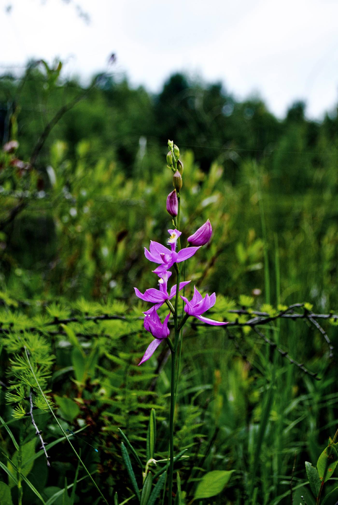 Calopogon tuberosus image