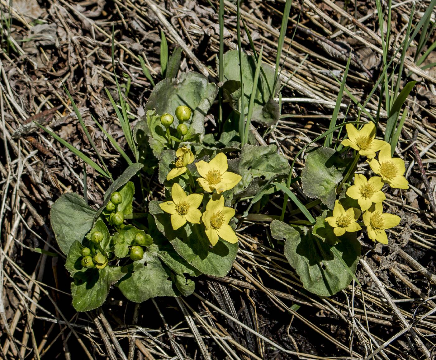 Caltha palustris image
