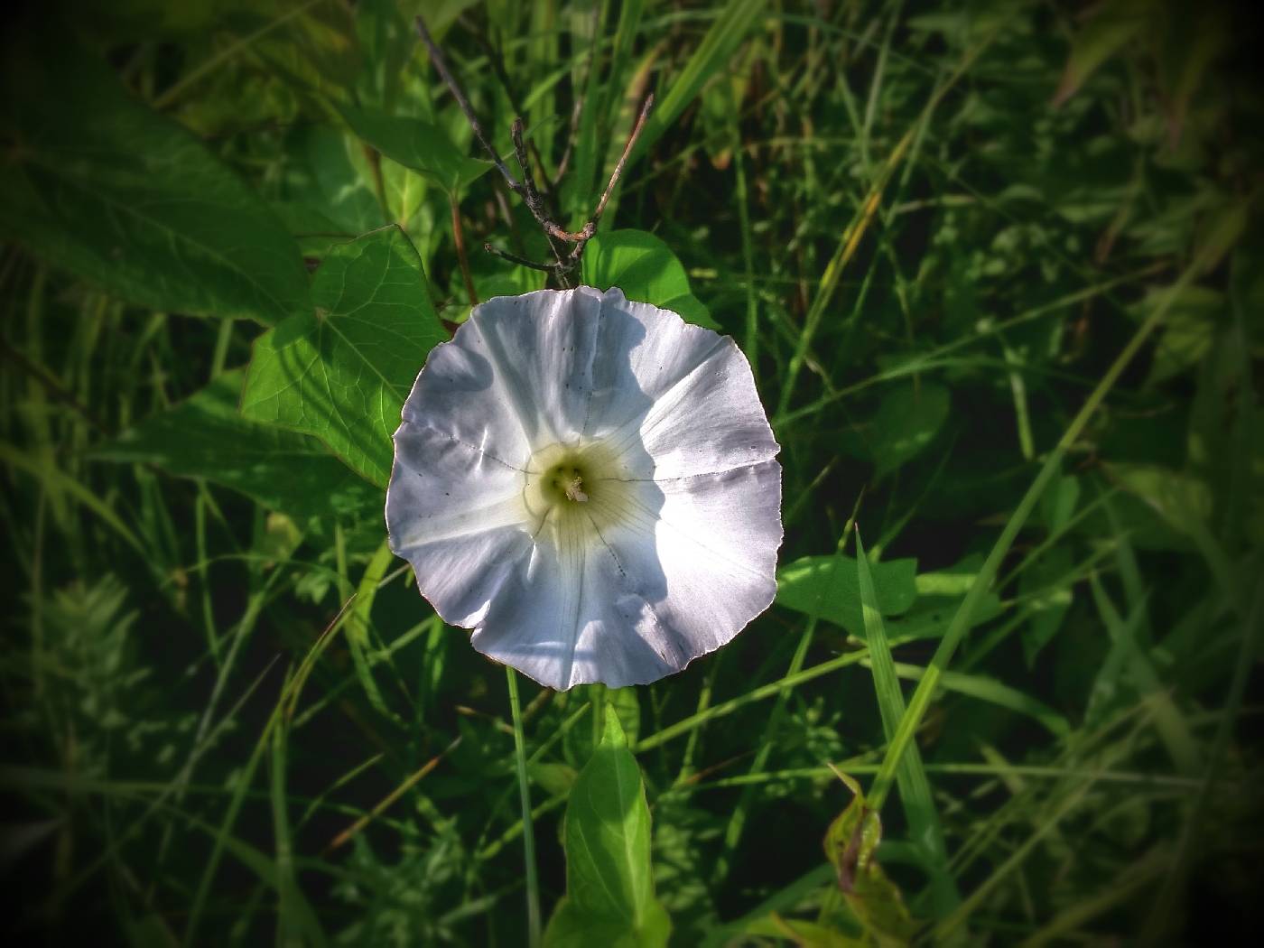 Calystegia sepium image