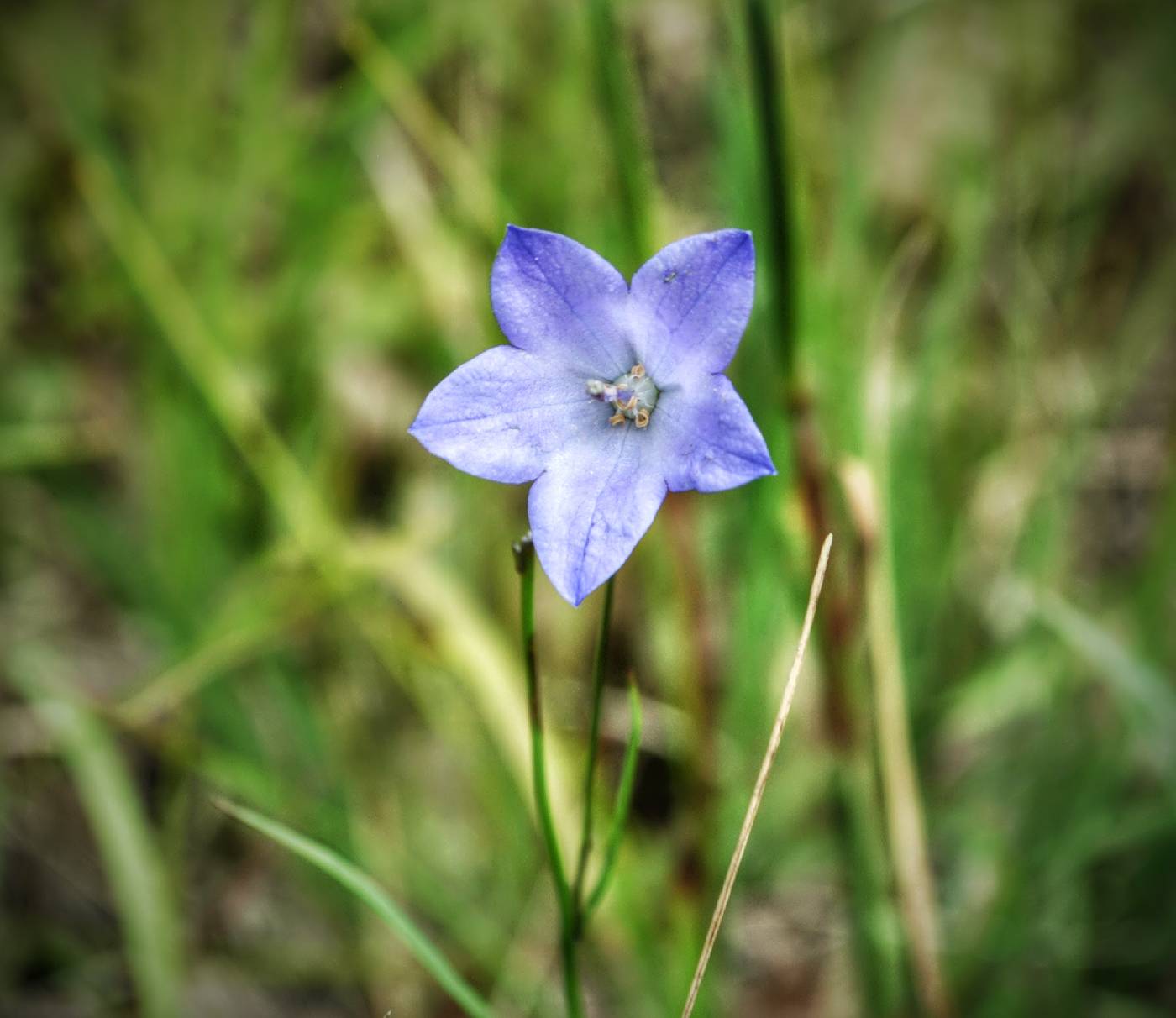Campanula rotundifolia image