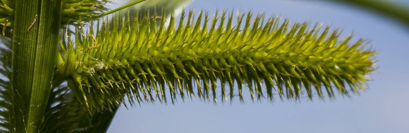Carex comosa image
