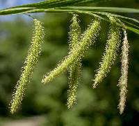 Image of Carex crinita