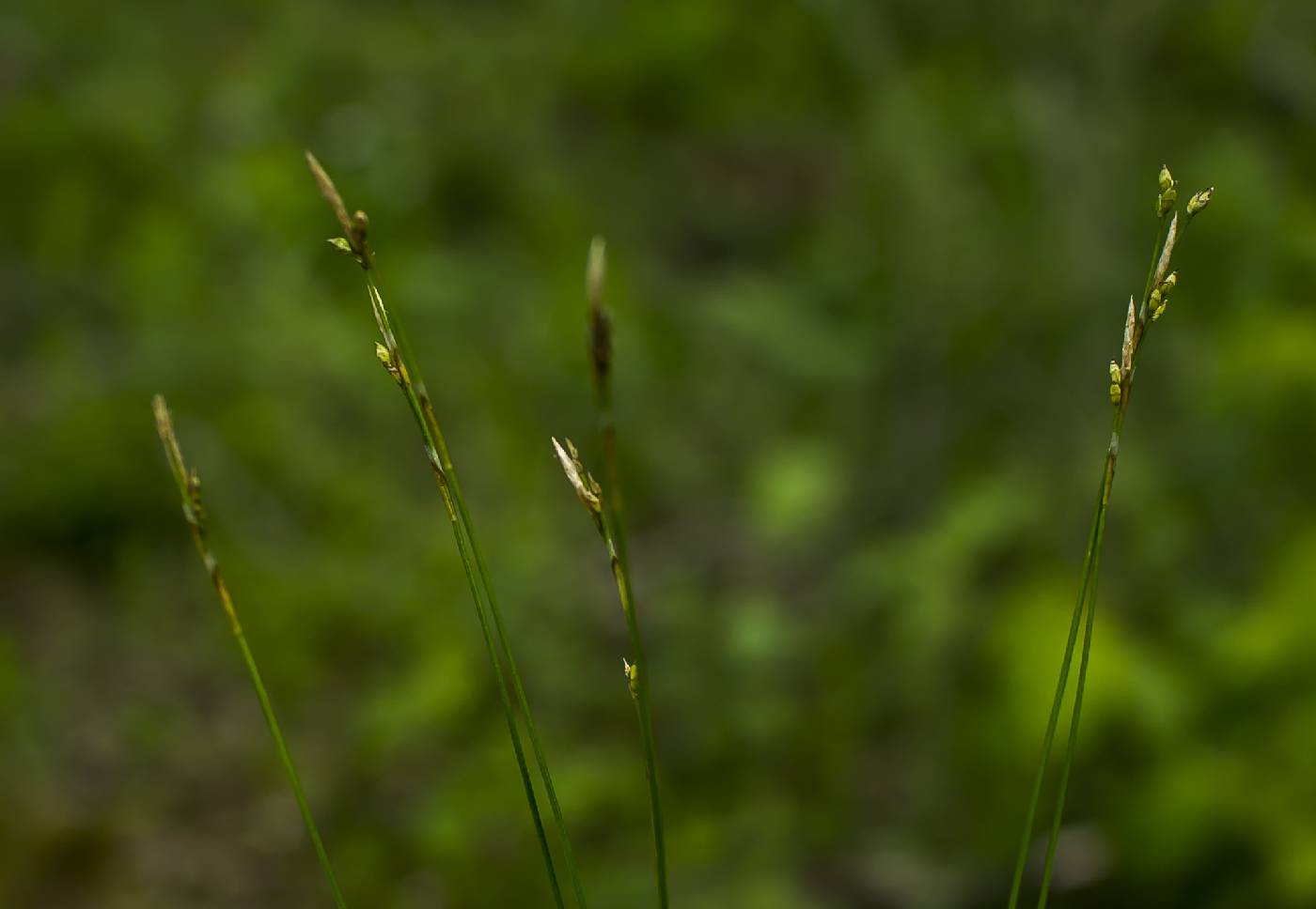 Carex eburnea image