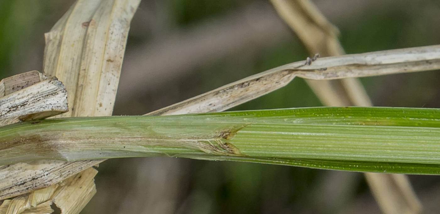 Carex lacustris image