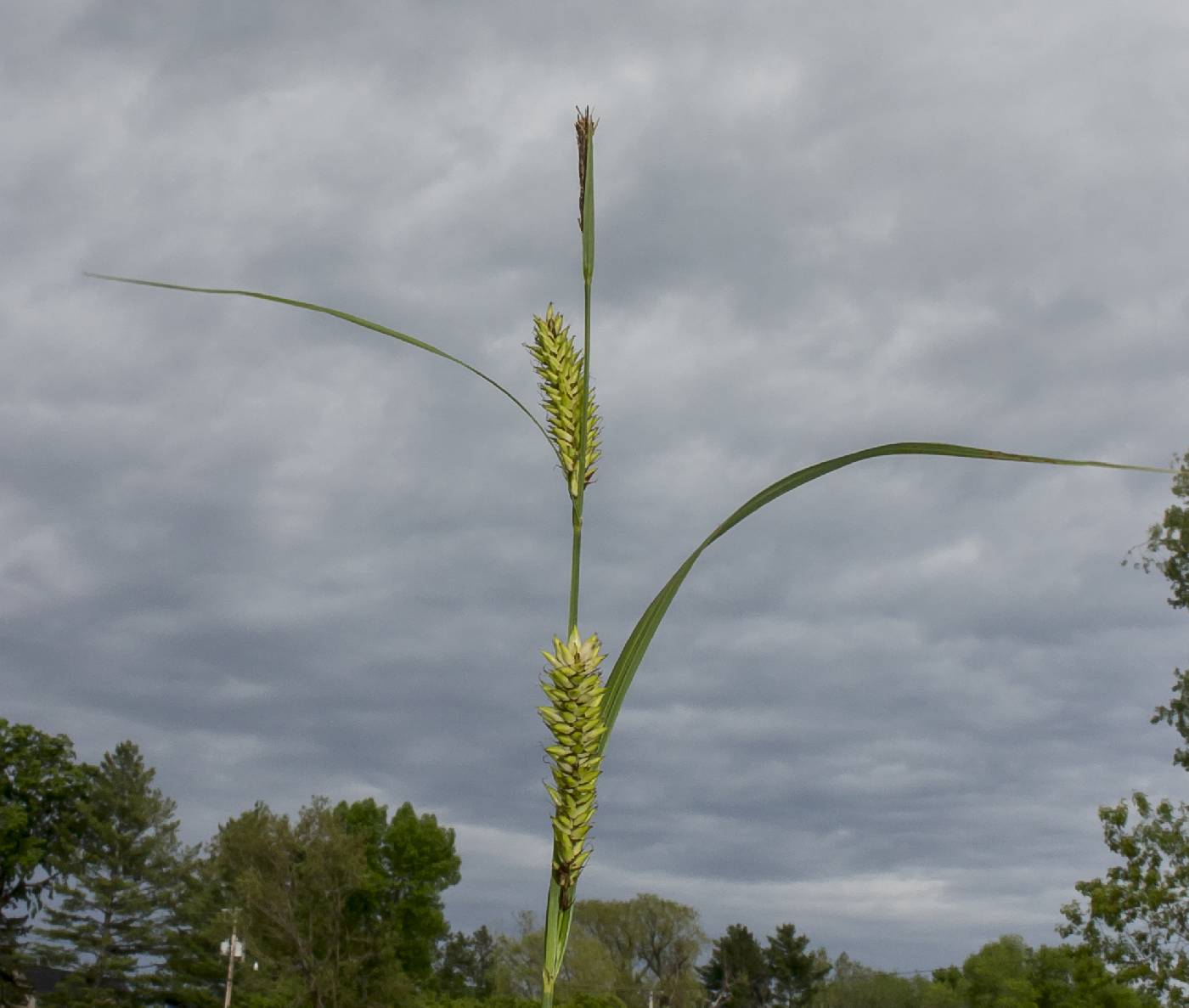 Carex lacustris image