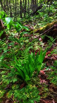 Carex plantaginea image