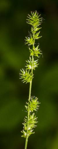Carex sparganioides image