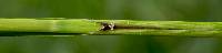 Carex trichocarpa image