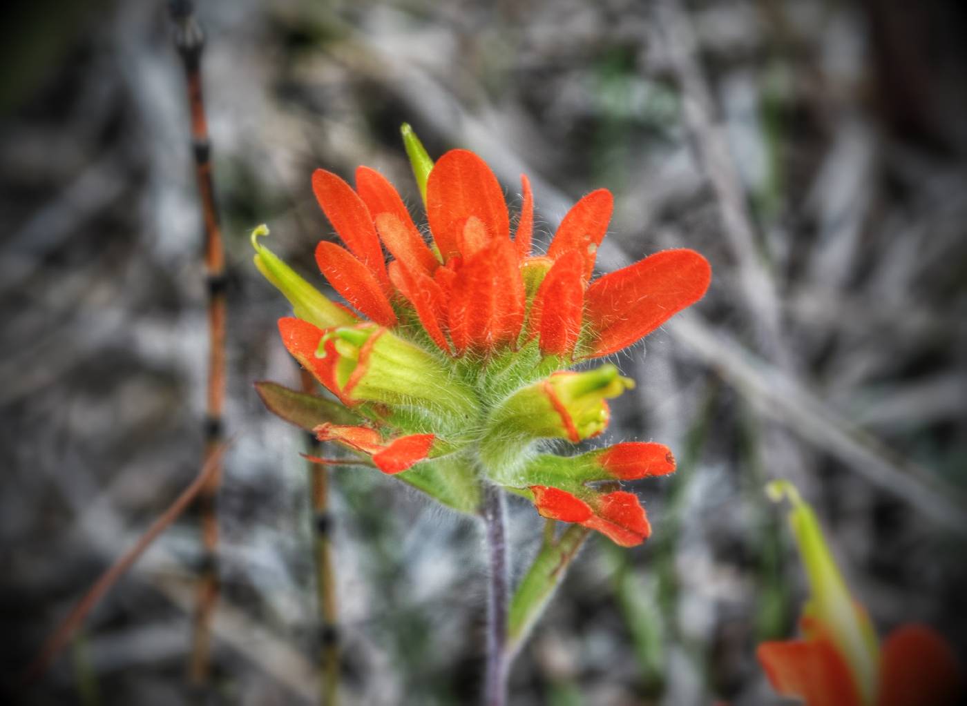 Castilleja coccinea image