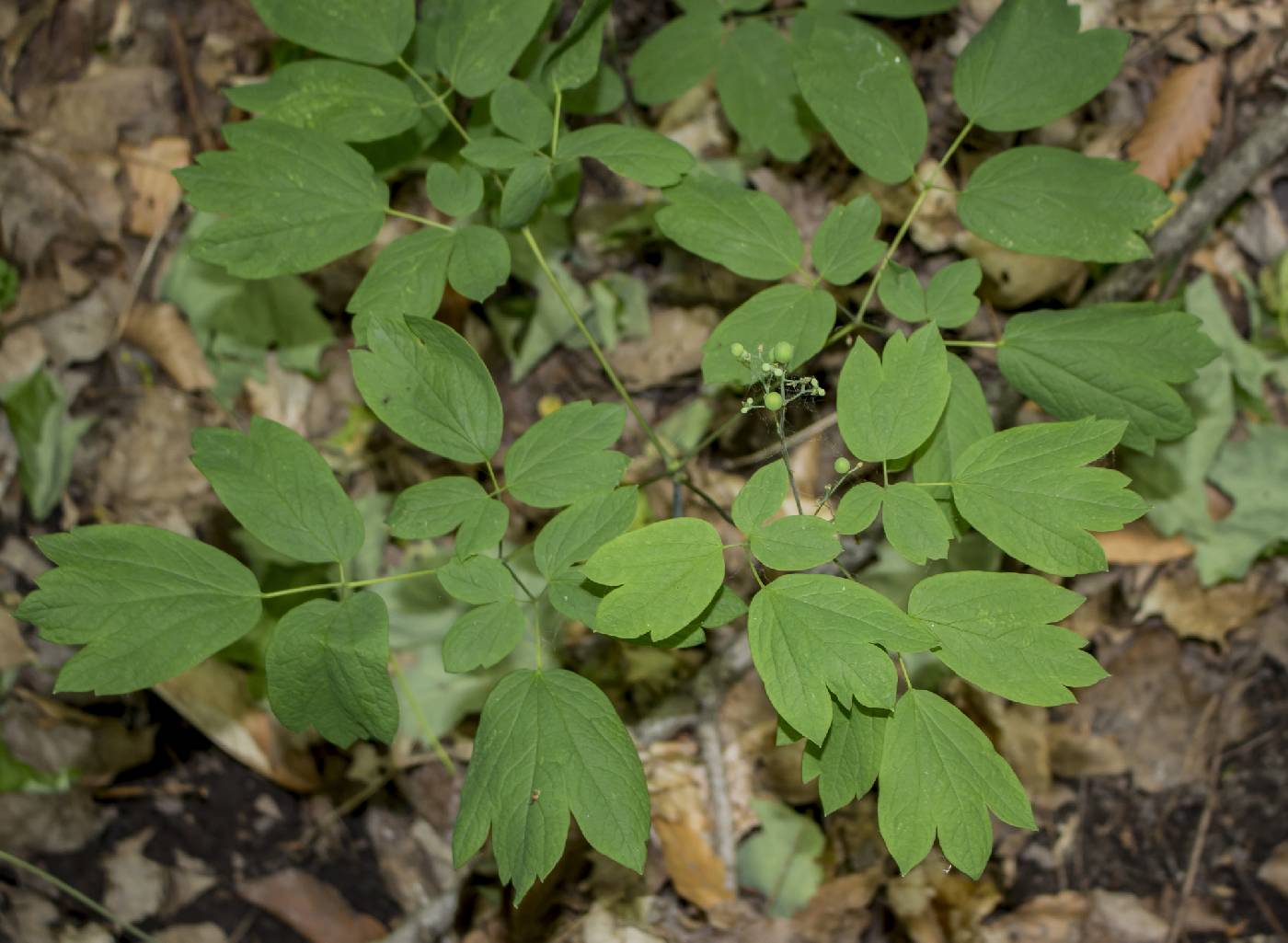 Caulophyllum thalictroides image