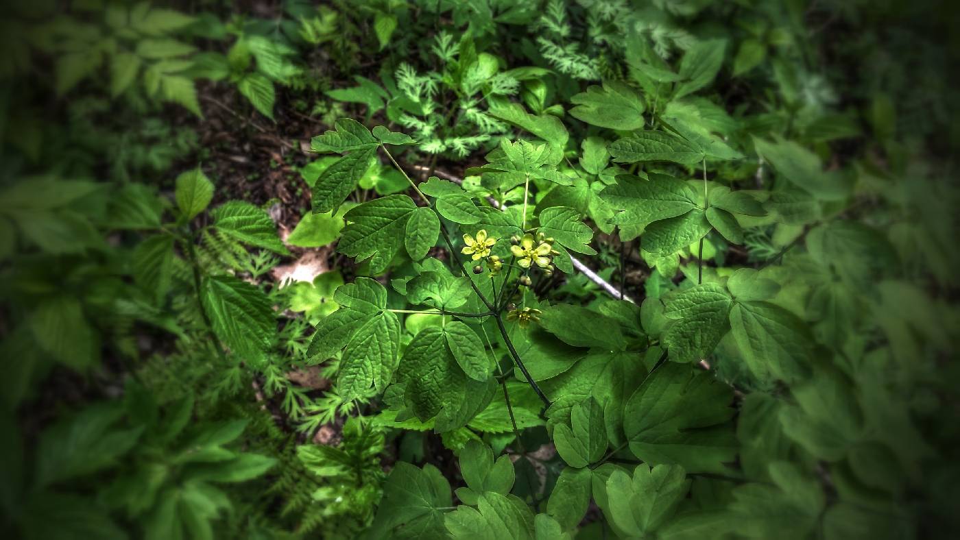Caulophyllum thalictroides image