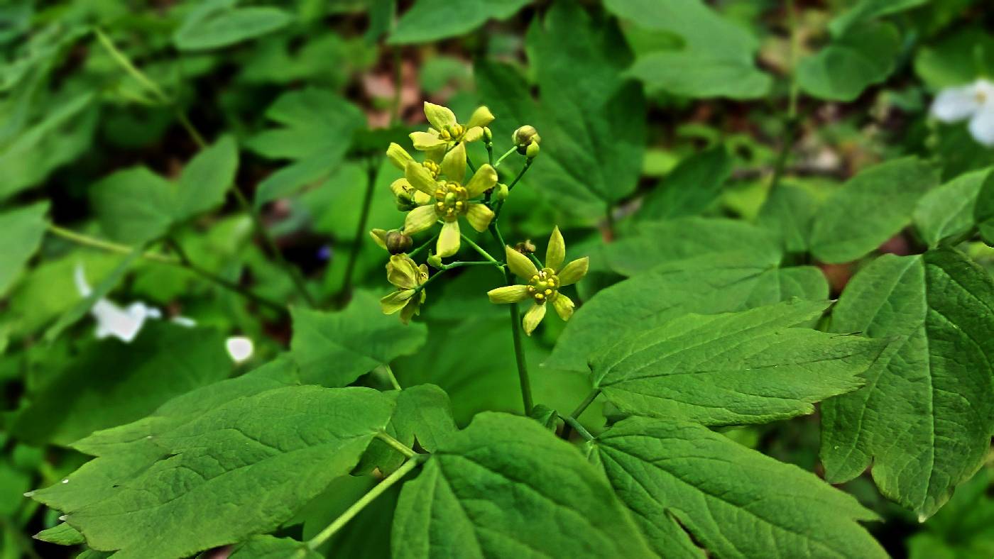 Caulophyllum thalictroides image