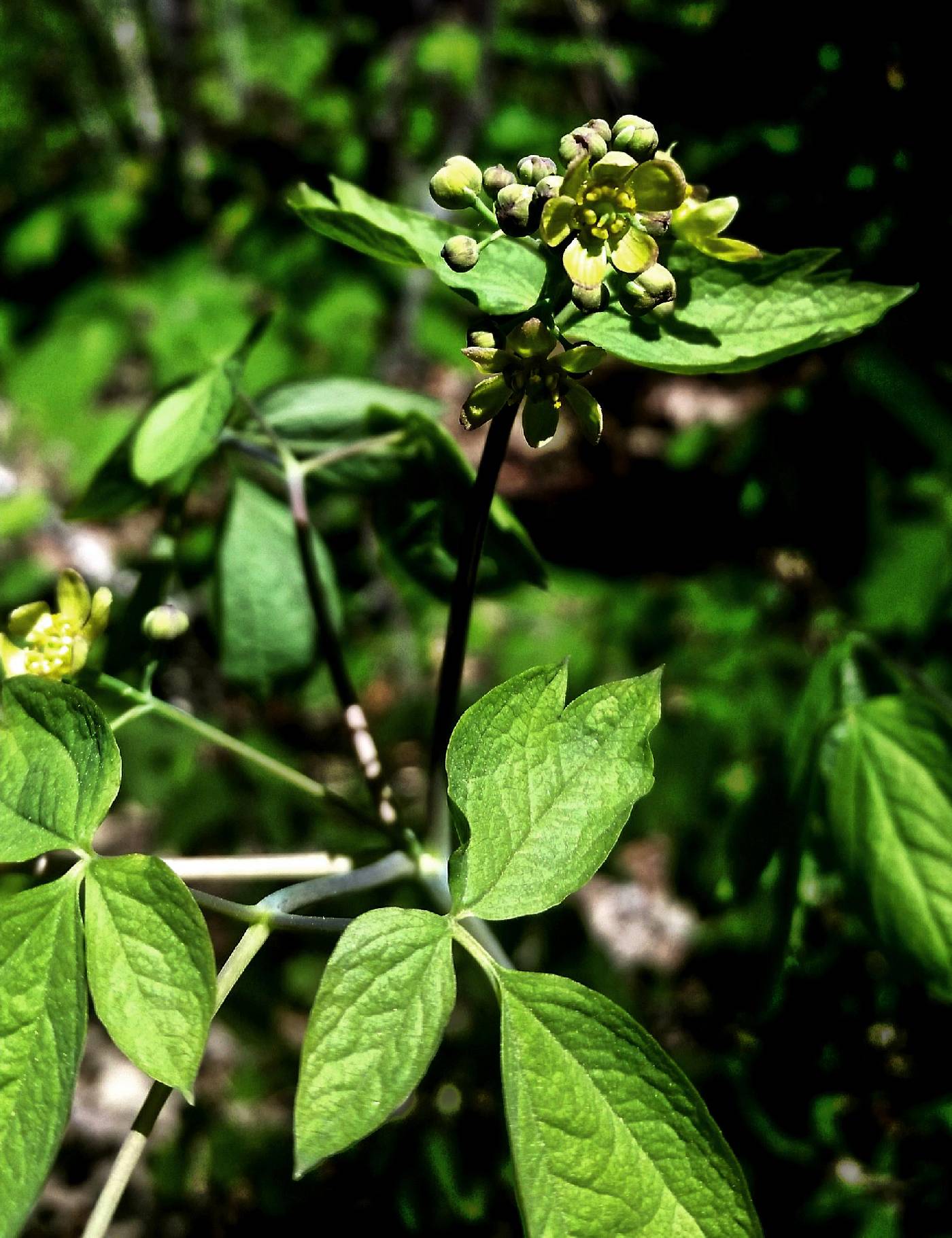 Caulophyllum thalictroides image