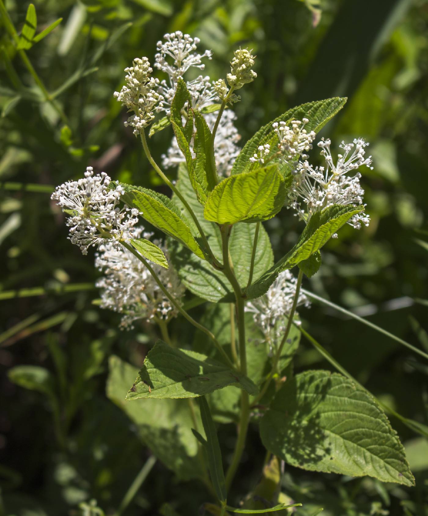 Ceanothus americanus image