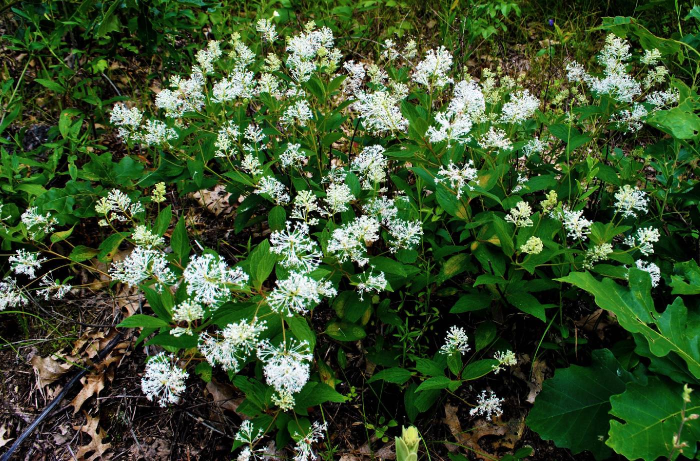 Ceanothus americanus image