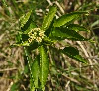 Celastrus scandens image