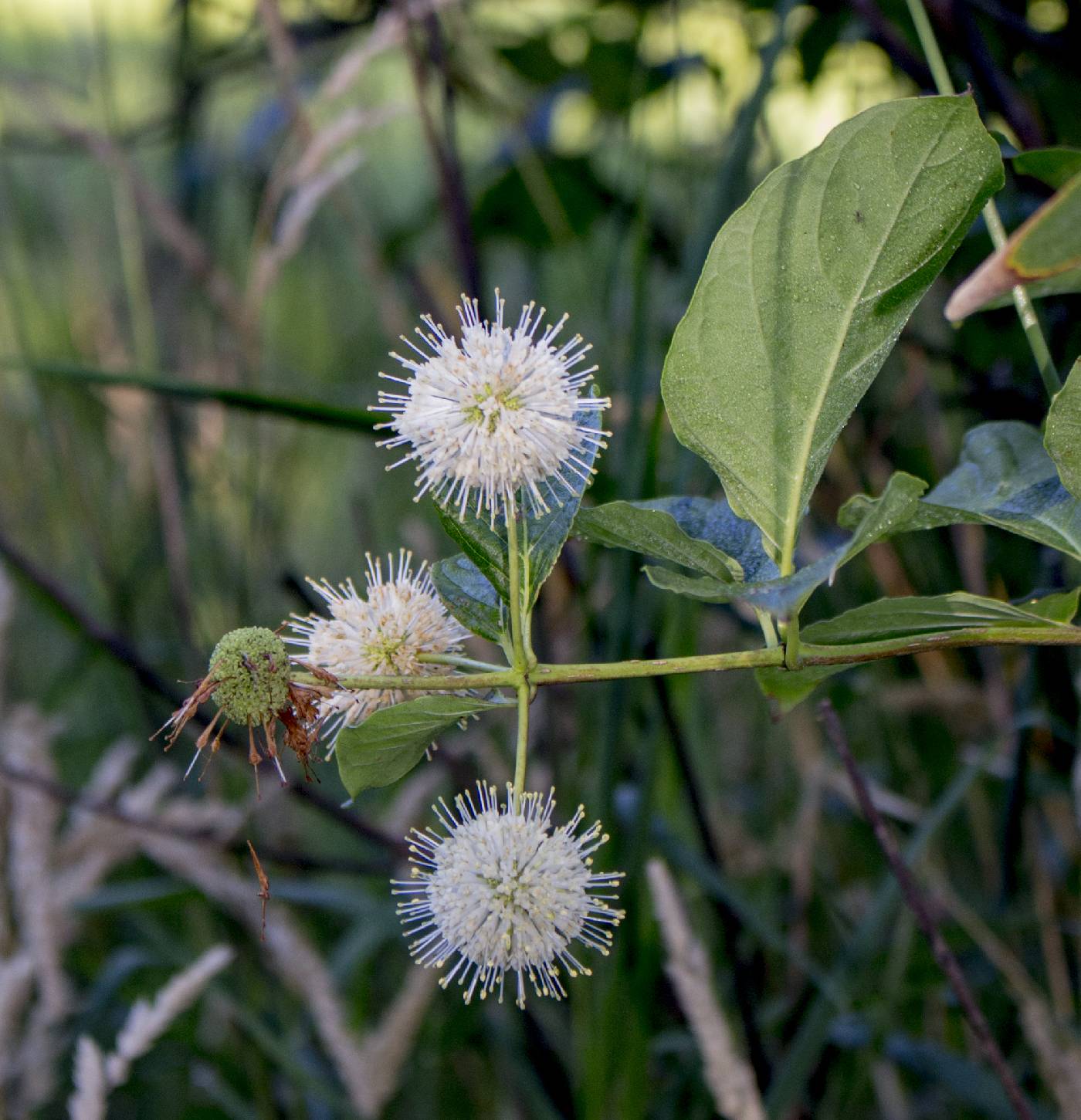 Cephalanthus occidentalis image