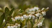 Chamaedaphne calyculata image