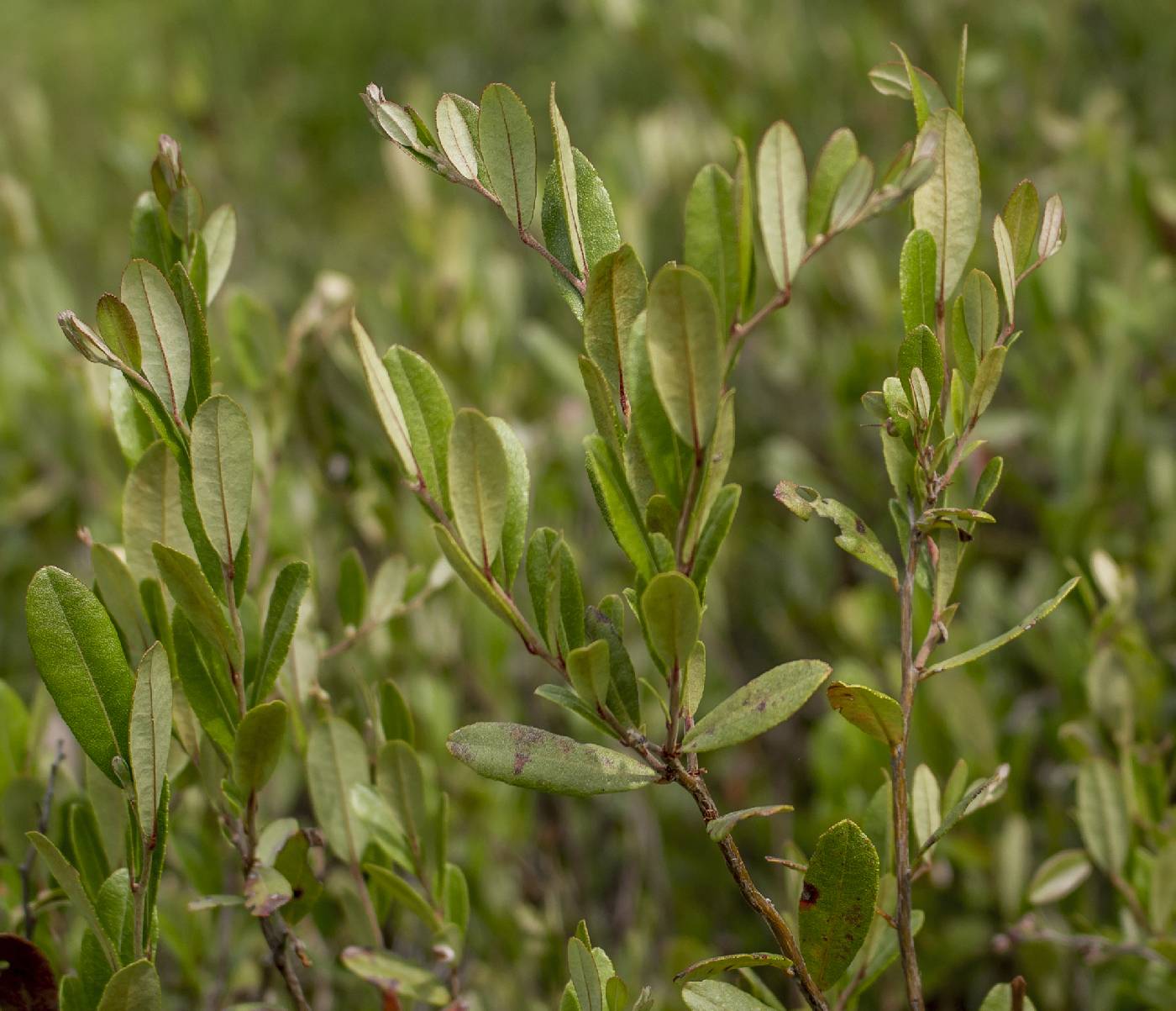 Chamaedaphne calyculata image