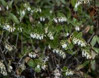 Chamaedaphne calyculata image