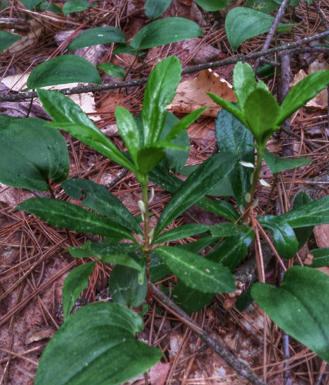 Chimaphila umbellata image