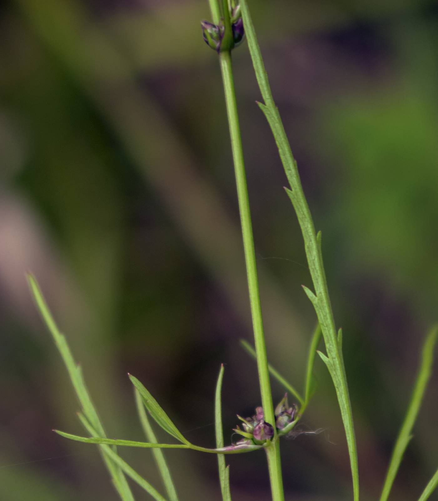 Cicuta bulbifera image
