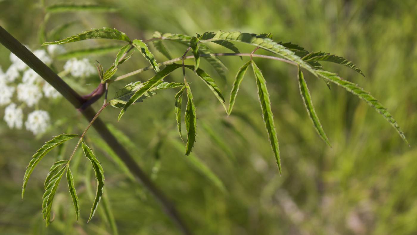 Cicuta maculata image