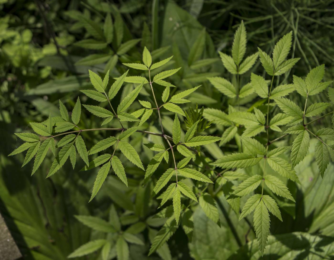 Cicuta maculata image